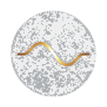 logo_wave